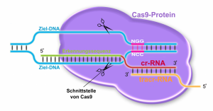 CRISPR_CAS-1024x536